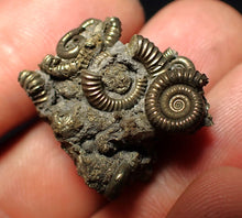 Load image into Gallery viewer, Full pyrite multi-ammonite fossil (26 mm) Crucilobiceras
