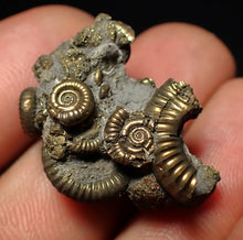 Load image into Gallery viewer, Full pyrite multi-ammonite fossil (28 mm) Crucilobiceras
