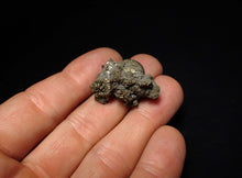 Load image into Gallery viewer, Full pyrite multi-ammonite fossil (28 mm) Crucilobiceras
