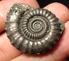Load image into Gallery viewer, Perfect large Crucilobiceras pyrite ammonite fossil (32 mm)
