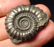 Load image into Gallery viewer, Perfect large Crucilobiceras pyrite ammonite fossil (32 mm)

