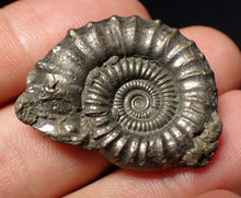 Load image into Gallery viewer, Perfect large Crucilobiceras pyrite ammonite fossil (32 mm)
