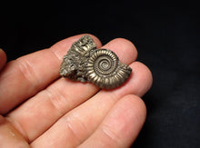 Load image into Gallery viewer, Stunning large Crucilobiceras pyrite ammonite fossil (35 mm)
