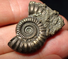 Load image into Gallery viewer, Stunning large Crucilobiceras pyrite ammonite fossil (35 mm)
