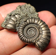 Load image into Gallery viewer, Stunning large Crucilobiceras pyrite ammonite fossil (35 mm)
