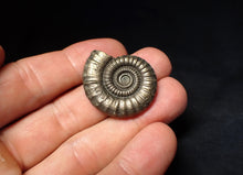 Load image into Gallery viewer, Stunning large Crucilobiceras pyrite ammonite fossil (31 mm)
