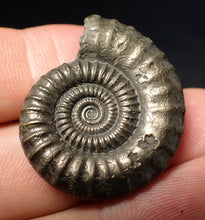 Load image into Gallery viewer, Stunning large Crucilobiceras pyrite ammonite fossil (31 mm)
