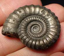 Load image into Gallery viewer, Stunning large Crucilobiceras pyrite ammonite fossil (31 mm)
