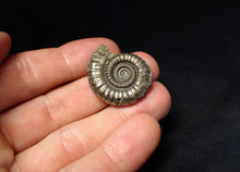 Load image into Gallery viewer, Stunning large Crucilobiceras pyrite ammonite fossil (30 mm)
