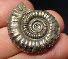 Load image into Gallery viewer, Stunning large Crucilobiceras pyrite ammonite fossil (30 mm)
