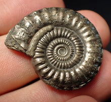 Load image into Gallery viewer, Stunning large Crucilobiceras pyrite ammonite fossil (30 mm)
