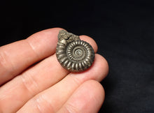 Load image into Gallery viewer, Stunning large Crucilobiceras pyrite ammonite fossil (30 mm)
