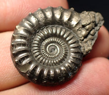 Load image into Gallery viewer, Stunning large Crucilobiceras pyrite ammonite fossil (30 mm)
