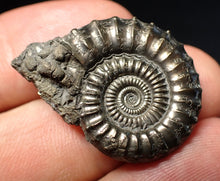 Load image into Gallery viewer, Stunning large Crucilobiceras pyrite ammonite fossil (30 mm)
