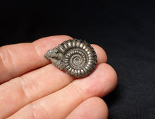 Load image into Gallery viewer, Stunning large Crucilobiceras pyrite ammonite fossil (30 mm)
