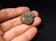 Load image into Gallery viewer, Stunning Crucilobiceras pyrite ammonite fossil (27 mm)
