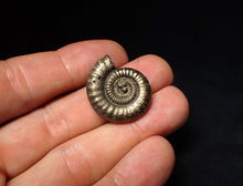 Load image into Gallery viewer, Stunning Crucilobiceras pyrite ammonite fossil (26 mm)

