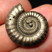 Load image into Gallery viewer, Stunning Crucilobiceras pyrite ammonite fossil (26 mm)
