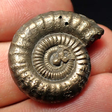 Load image into Gallery viewer, Stunning Crucilobiceras pyrite ammonite fossil (26 mm)
