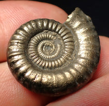 Load image into Gallery viewer, Stunning Crucilobiceras pyrite ammonite fossil (26 mm)
