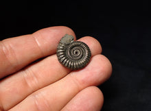 Load image into Gallery viewer, Stunning Crucilobiceras pyrite ammonite fossil (24 mm)

