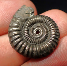 Load image into Gallery viewer, Stunning Crucilobiceras pyrite ammonite fossil (24 mm)
