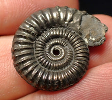 Load image into Gallery viewer, Stunning Crucilobiceras pyrite ammonite fossil (24 mm)

