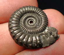 Load image into Gallery viewer, Stunning Crucilobiceras pyrite ammonite fossil (24 mm)
