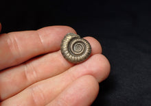 Load image into Gallery viewer, Stunning Crucilobiceras pyrite ammonite fossil (22 mm)

