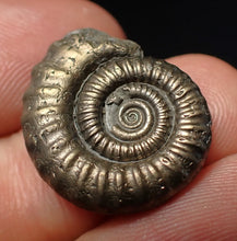 Load image into Gallery viewer, Stunning Crucilobiceras pyrite ammonite fossil (22 mm)
