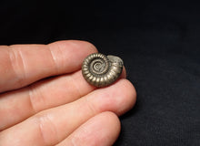 Load image into Gallery viewer, Stunning Crucilobiceras pyrite ammonite fossil (22 mm)
