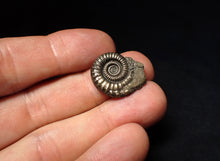 Load image into Gallery viewer, Stunning Crucilobiceras pyrite ammonite fossil (22 mm)
