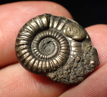 Load image into Gallery viewer, Stunning Crucilobiceras pyrite ammonite fossil (22 mm)
