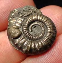 Load image into Gallery viewer, Stunning Crucilobiceras pyrite ammonite fossil (22 mm)
