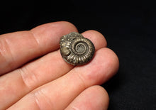 Load image into Gallery viewer, Stunning Crucilobiceras pyrite ammonite fossil (22 mm)
