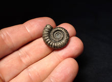Load image into Gallery viewer, Stunning Crucilobiceras pyrite ammonite fossil (23 mm)
