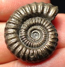 Load image into Gallery viewer, Stunning Crucilobiceras pyrite ammonite fossil (23 mm)
