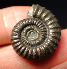 Load image into Gallery viewer, Stunning Crucilobiceras pyrite ammonite fossil (23 mm)
