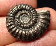 Load image into Gallery viewer, Stunning Crucilobiceras pyrite ammonite fossil (23 mm)
