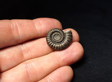 Load image into Gallery viewer, Stunning Crucilobiceras pyrite ammonite fossil (23 mm)
