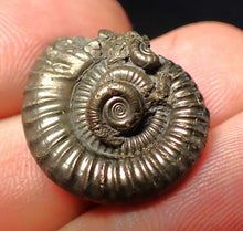 Load image into Gallery viewer, Stunning Crucilobiceras pyrite ammonite fossil (22 mm)
