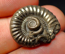 Load image into Gallery viewer, Stunning Crucilobiceras pyrite ammonite fossil (22 mm)

