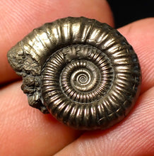Load image into Gallery viewer, Stunning Crucilobiceras pyrite ammonite fossil (22 mm)
