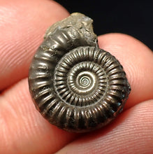 Load image into Gallery viewer, Stunning Crucilobiceras pyrite ammonite fossil (20 mm)
