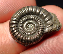 Load image into Gallery viewer, Stunning Crucilobiceras pyrite ammonite fossil (20 mm)
