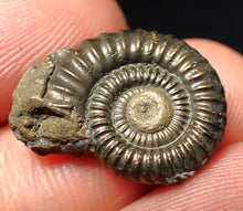Load image into Gallery viewer, Stunning Crucilobiceras pyrite ammonite fossil (20 mm)
