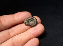 Load image into Gallery viewer, Stunning Crucilobiceras pyrite ammonite fossil (20 mm)
