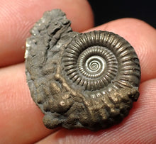Load image into Gallery viewer, Stunning Crucilobiceras pyrite ammonite fossil (25 mm)
