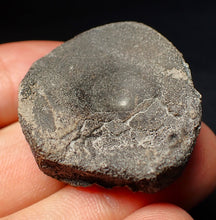 Load image into Gallery viewer, Jurassic ichthyosaur bone (vertebra) from Lyme Regis (36mm)

