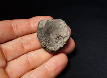 Load image into Gallery viewer, Jurassic ichthyosaur bone (vertebra) from Lyme Regis (36mm)

